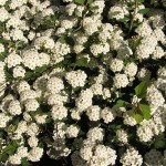 Elderflowers