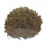 Kiln Coffee Malt - similar to pale chocolate malt