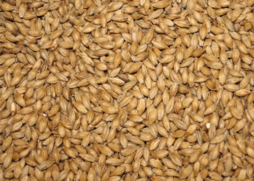 A general picture of malt