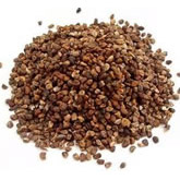 Cardamom Seed (Elettaria cardamomum)