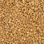 Torrified Wheat Malt