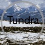 Tundra Taiga Red Ale